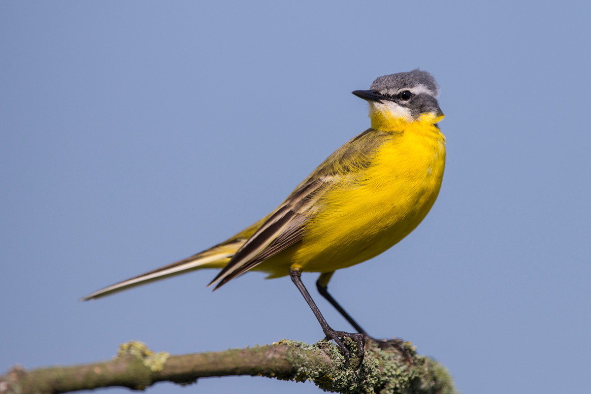 Western Yellow Wagtail