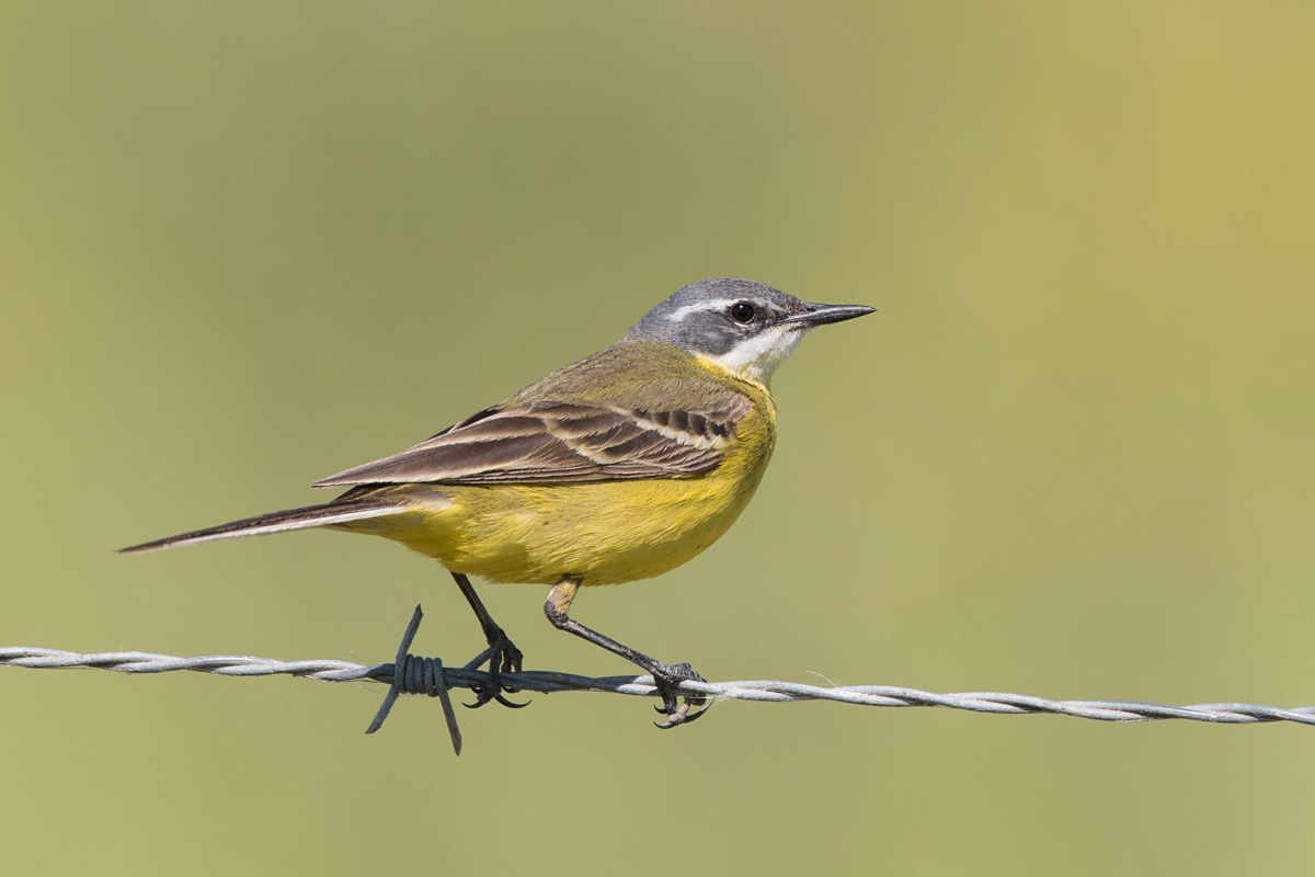 Western Yellow Wagtail