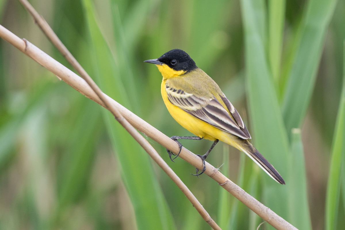 Western Yellow Wagtail