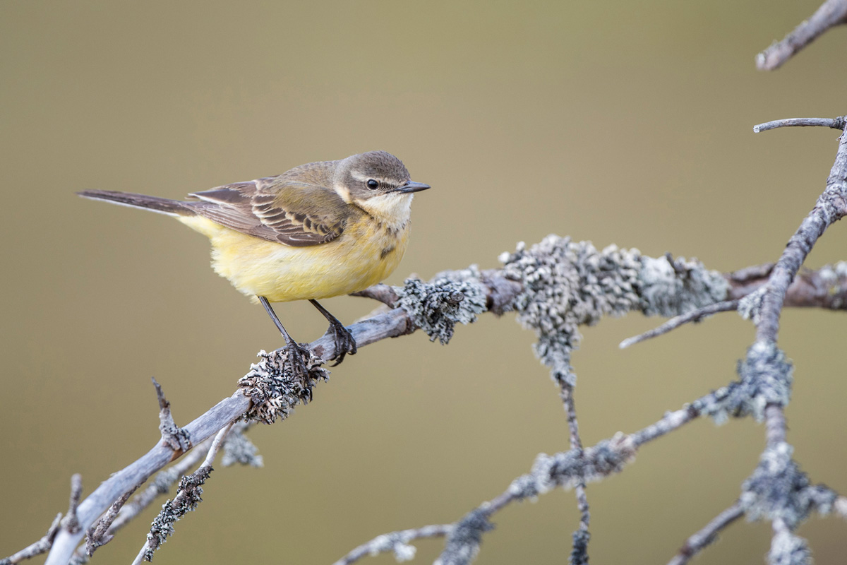 Western Yellow Wagtail