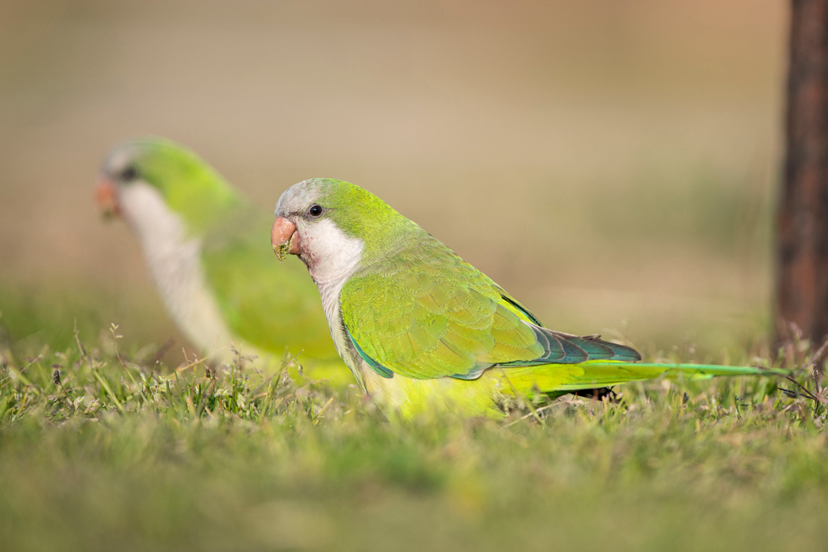 Monk Parakeet