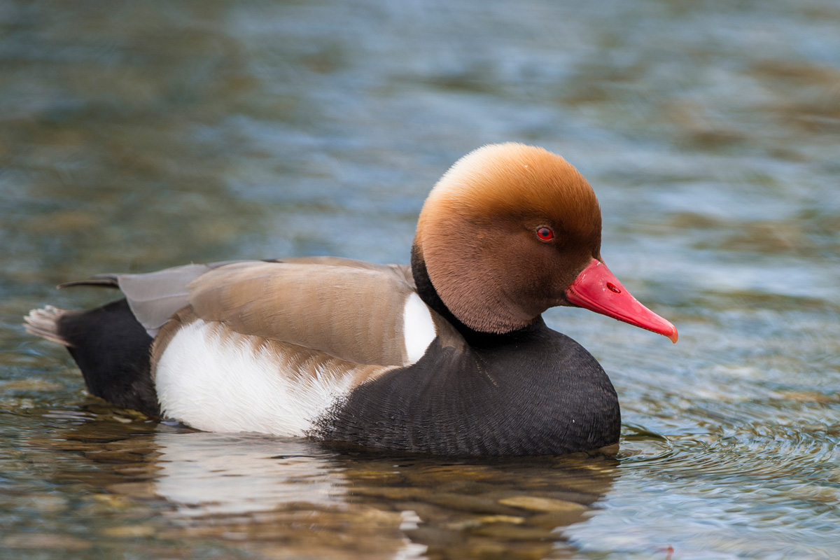 Red-crested Pochard
