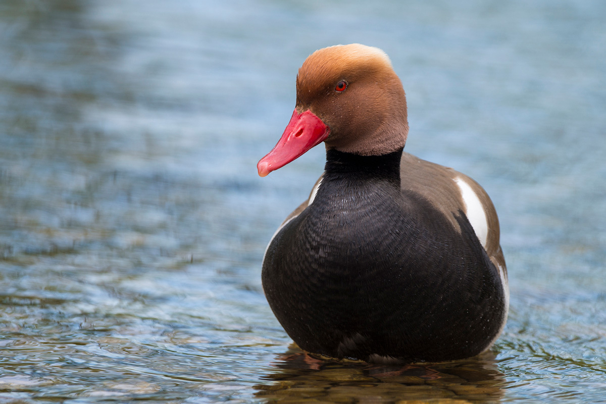 Red-crested Pochard