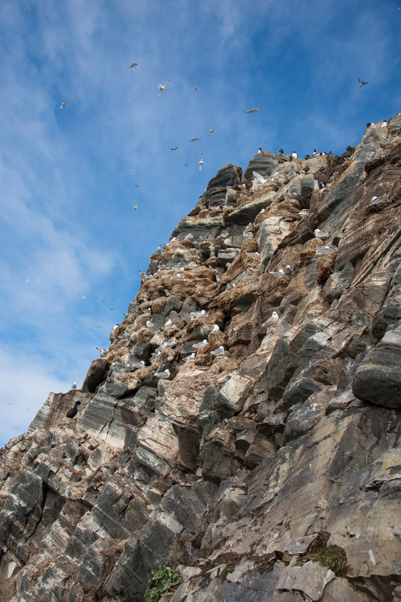 Cliffs on Hornøya