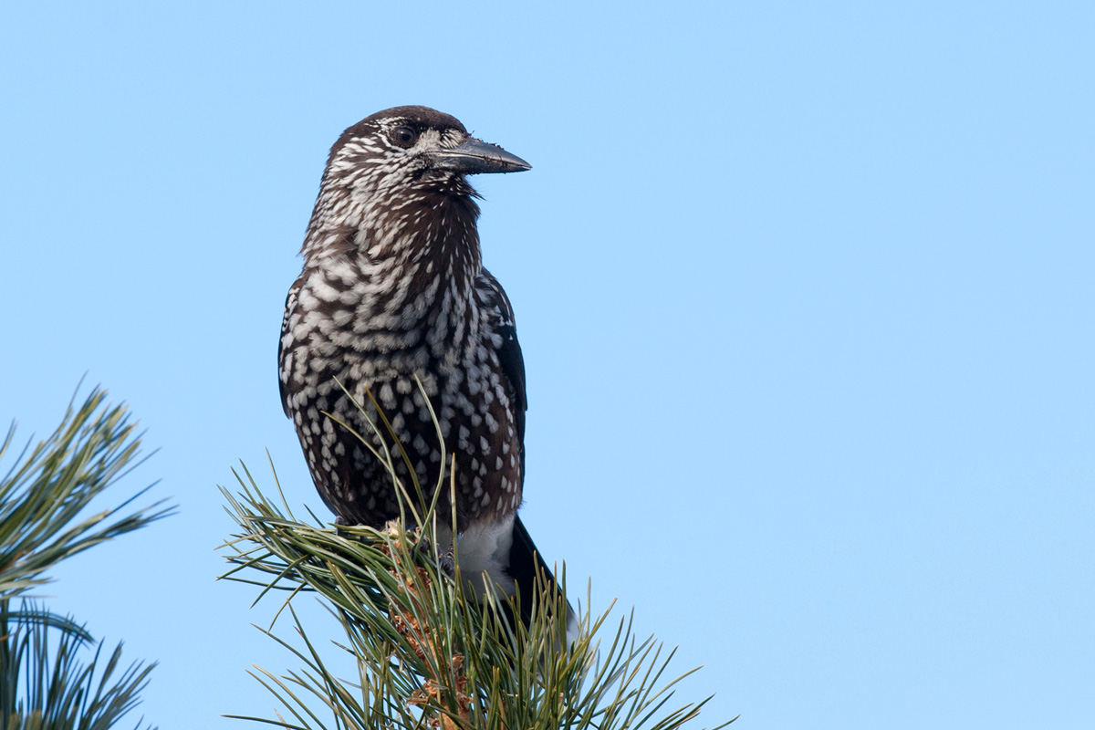 Spotted Nutcracker