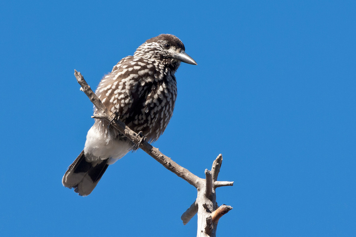Spotted Nutcracker