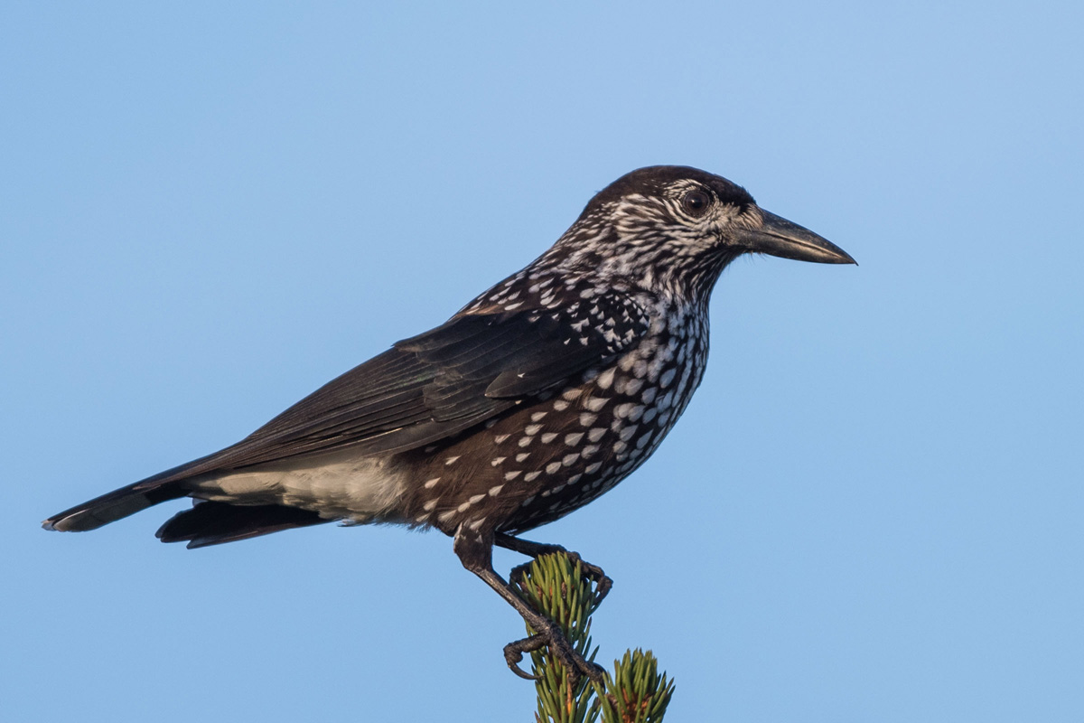 Spotted Nutcracker