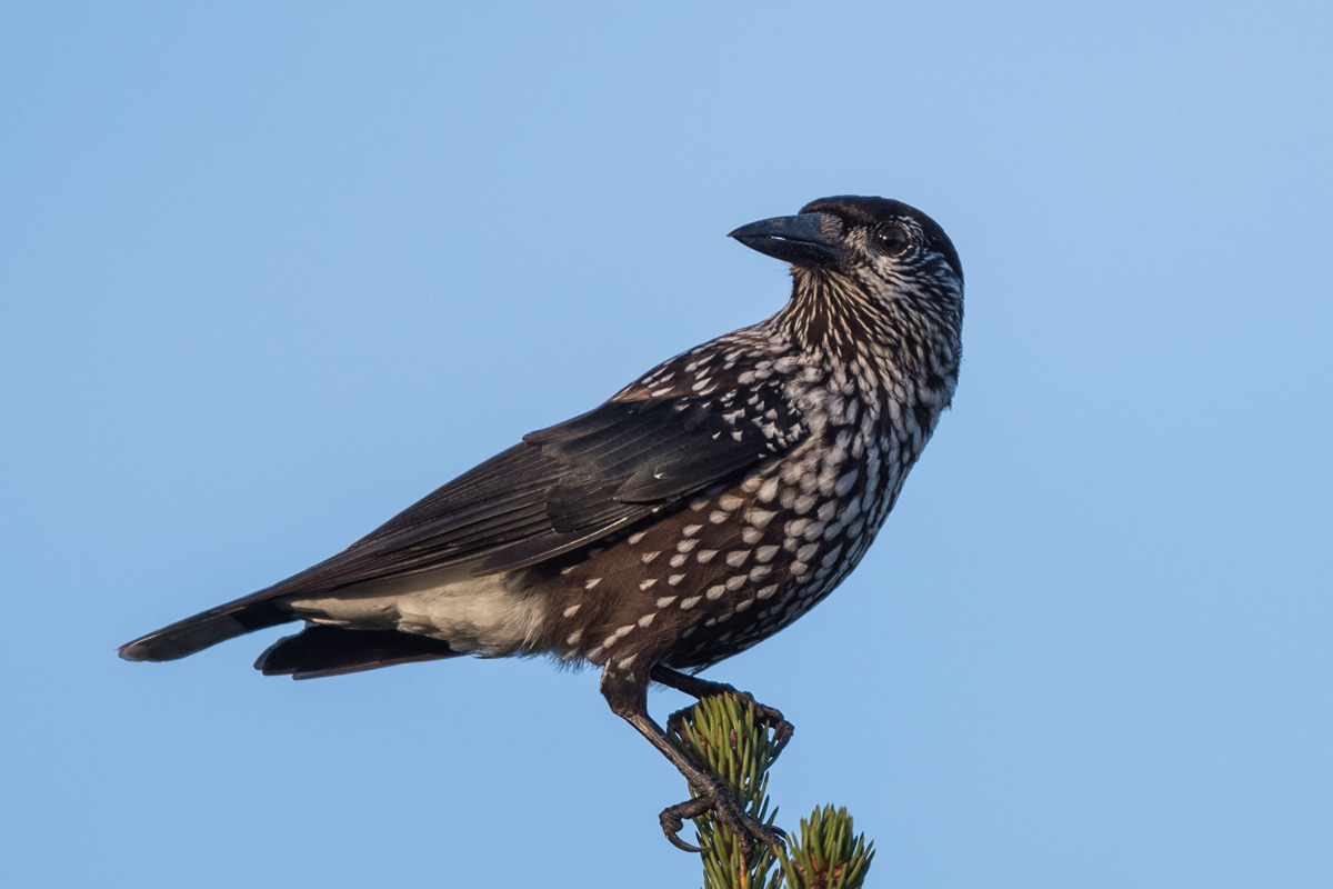 Spotted Nutcracker