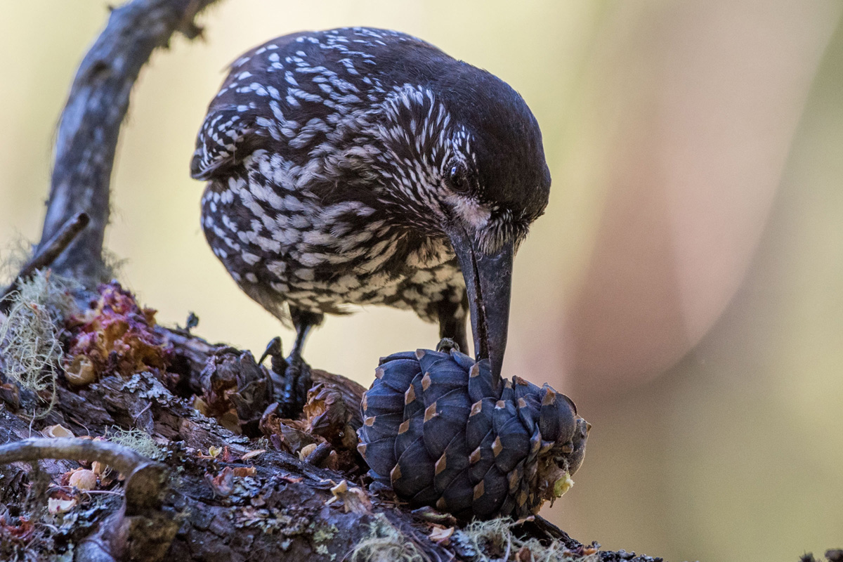 Spotted Nutcracker