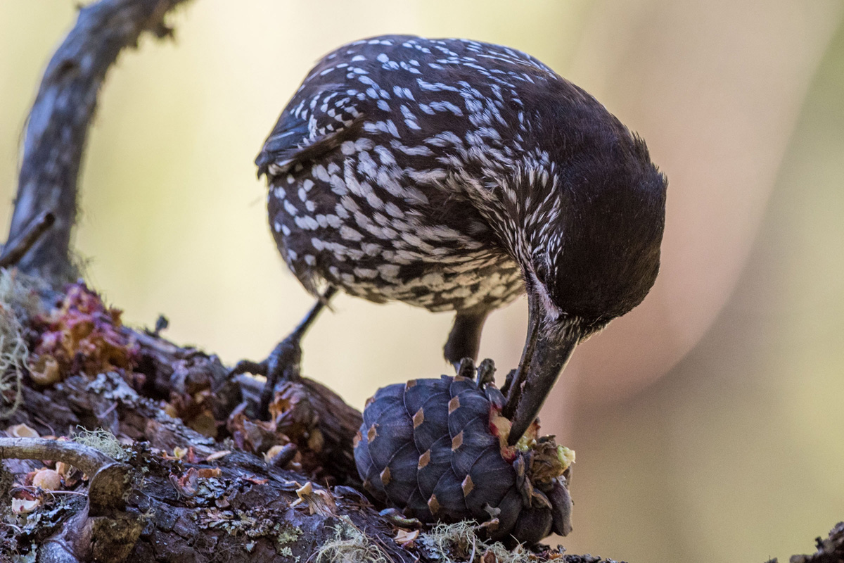 Spotted Nutcracker
