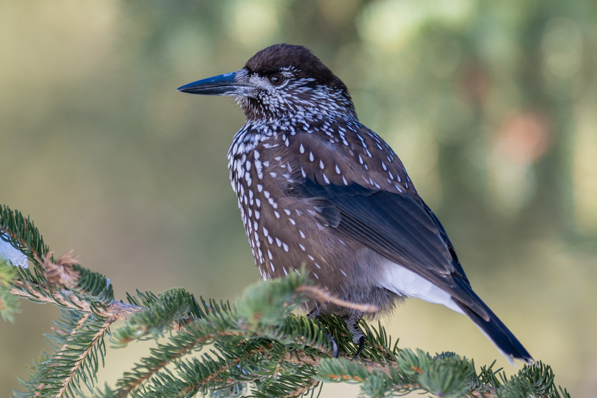 Spotted Nutcracker