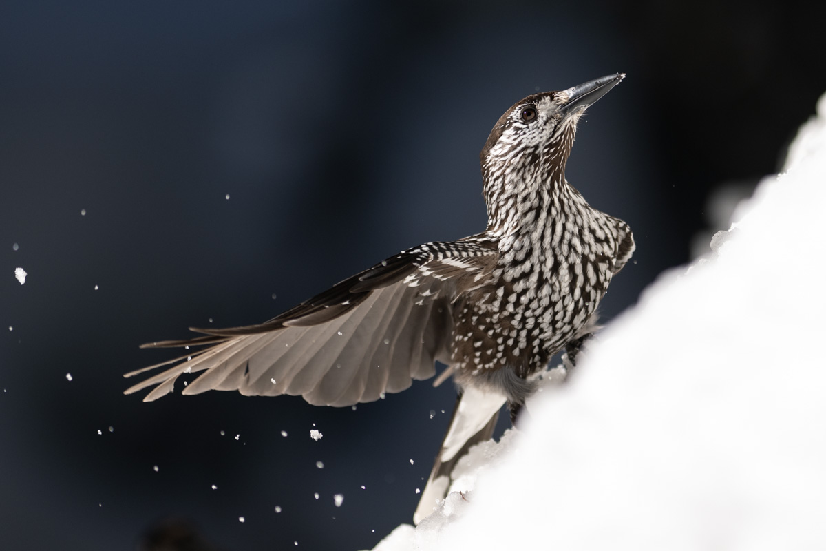 Spotted Nutcracker