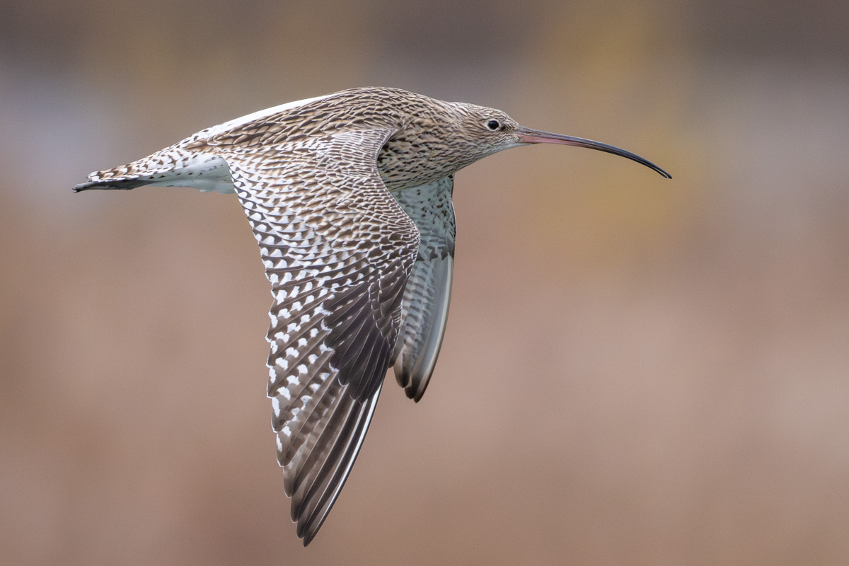 Eurasian Curlew