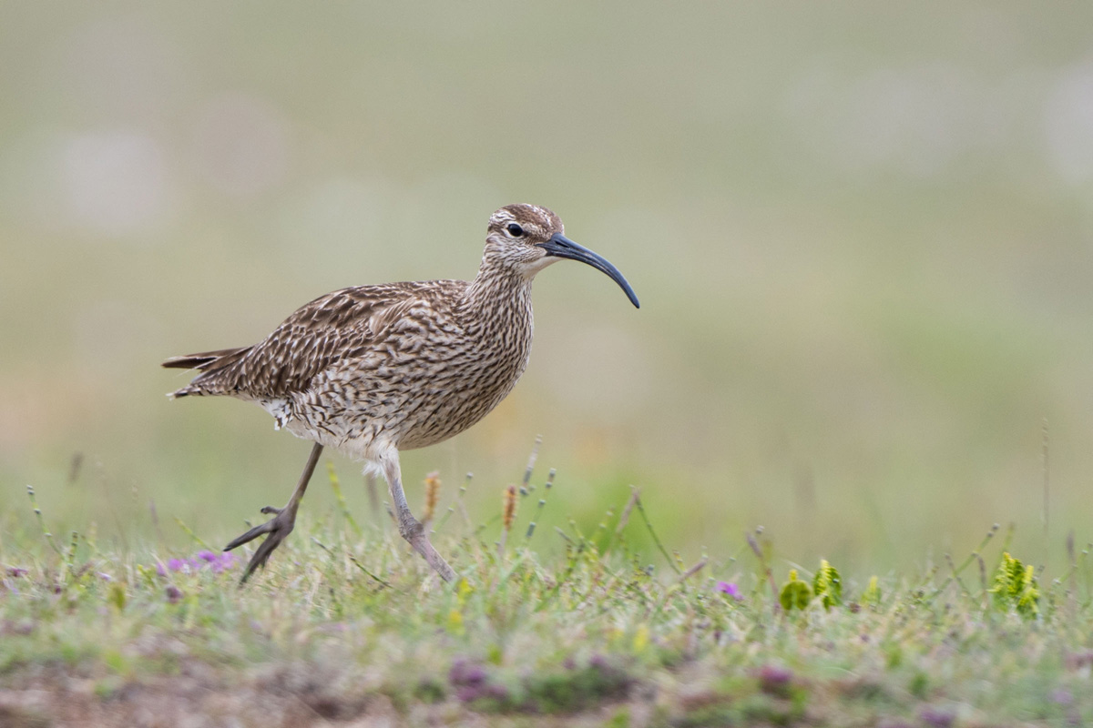 Whimbrel