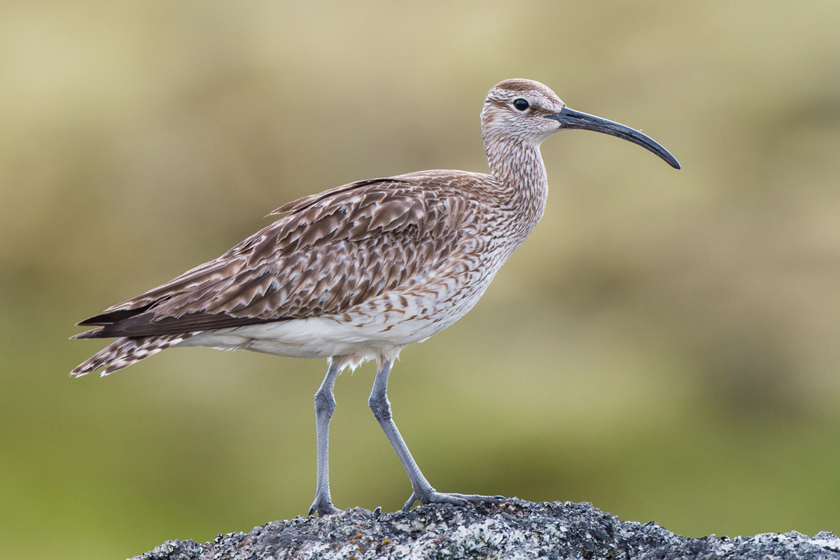 Whimbrel