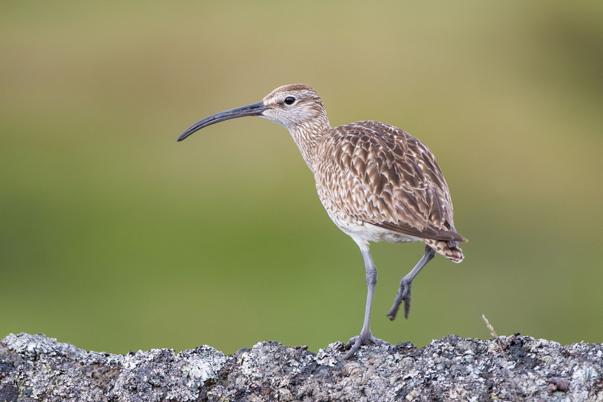 Whimbrel