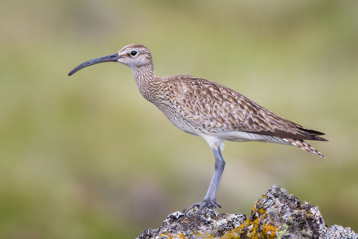 Whimbrel