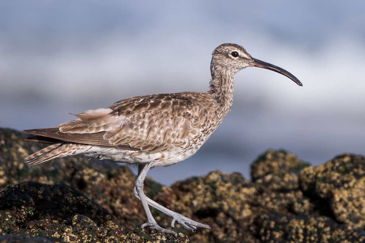 Regenbrachvogel