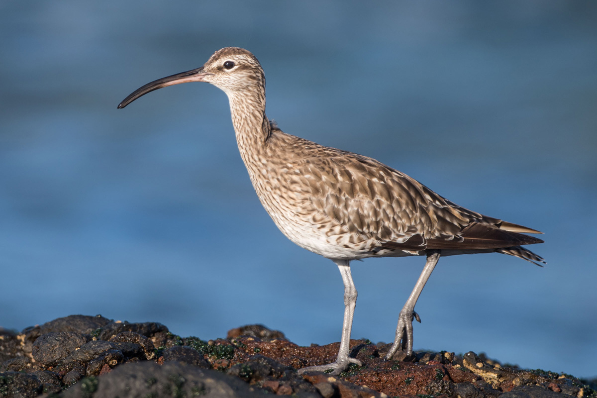 Whimbrel