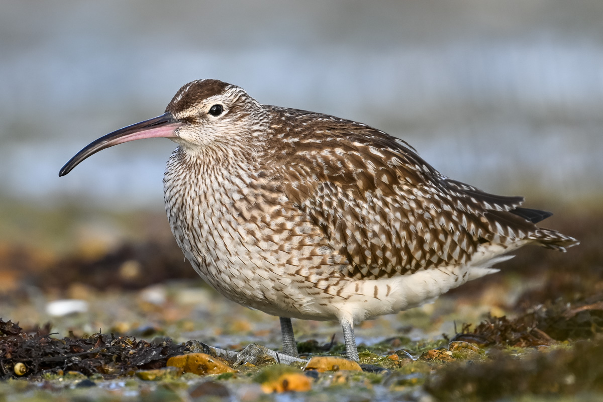 Eurasian Whimbrel