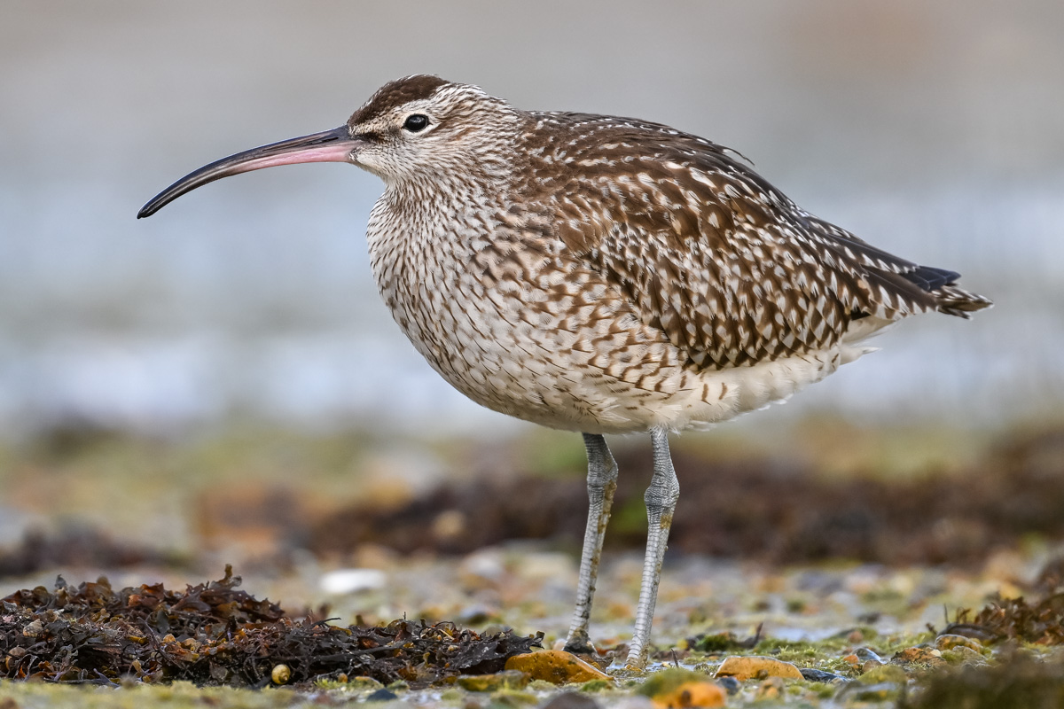 Eurasian Whimbrel