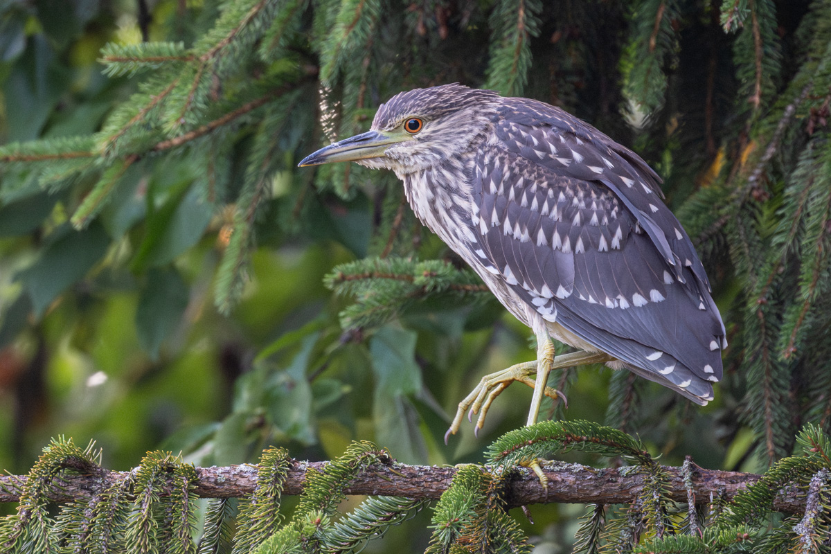Black-crowned Night Heron