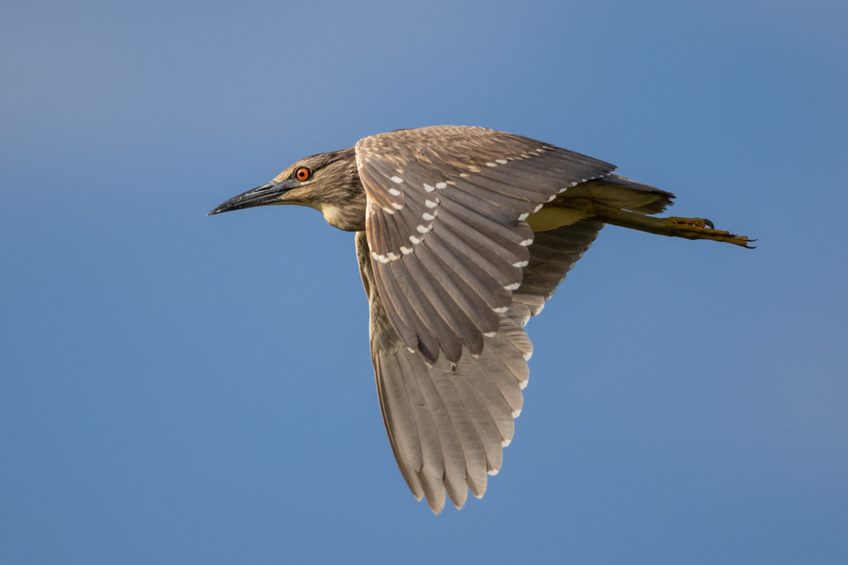 Black-crowned Night Heron