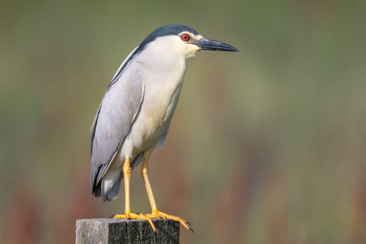 Black-crowned Night Heron