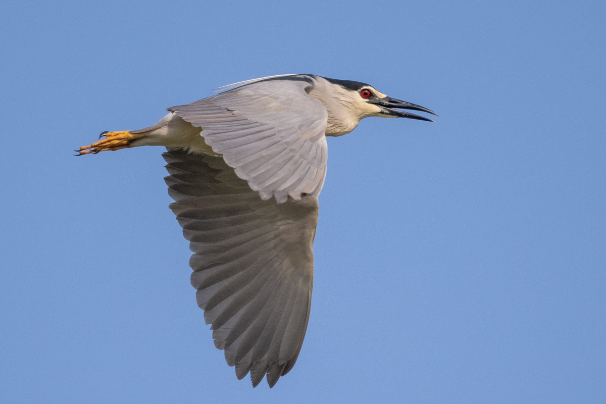 Black-crowned Night Heron