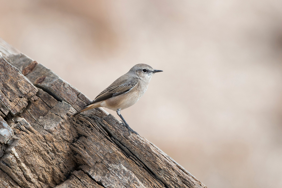 Red-tailed Wheatear Red-tailed Wheatear