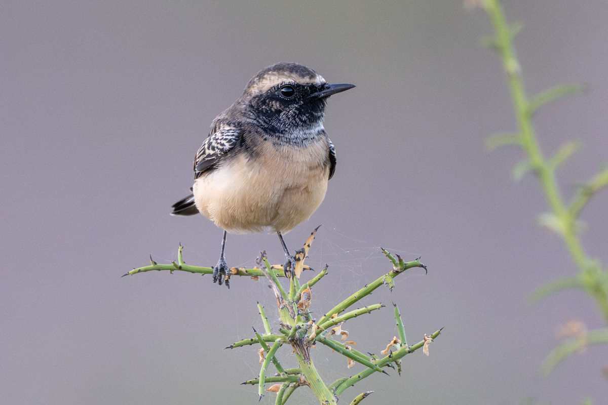 Cyprus Wheatear