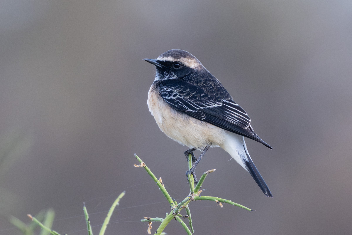 Zypernsteinschmätzer