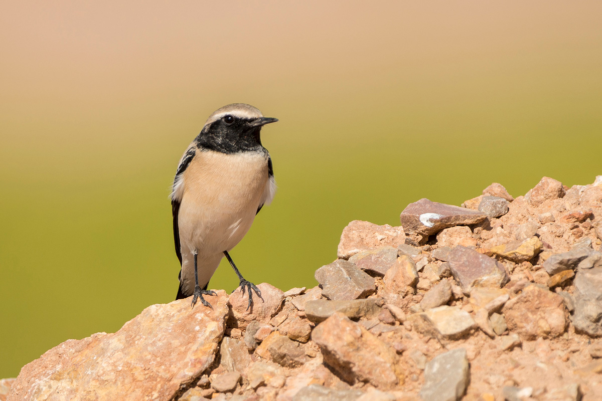 Desert Wheatear