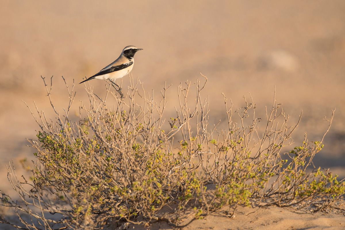 Desert Wheatear