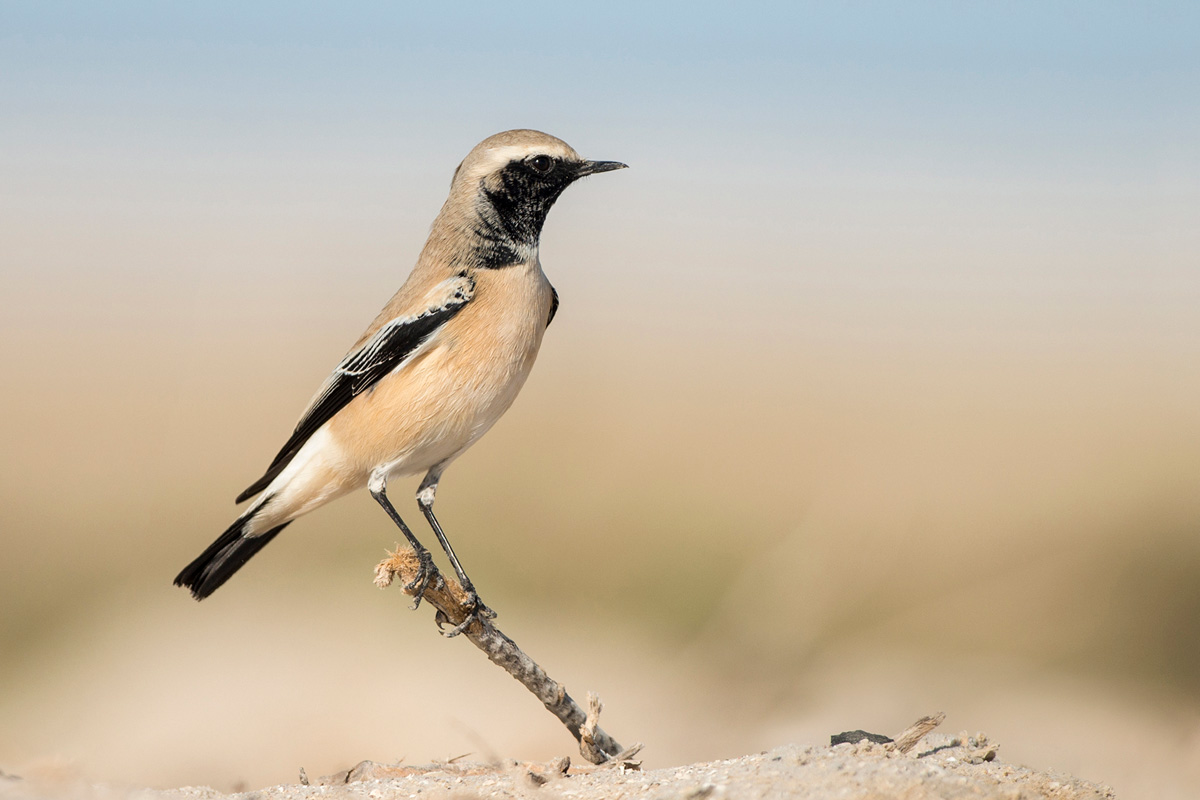 Desert Wheatear