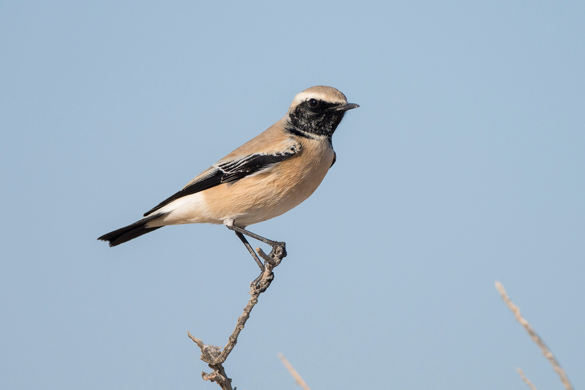 Desert Wheatear