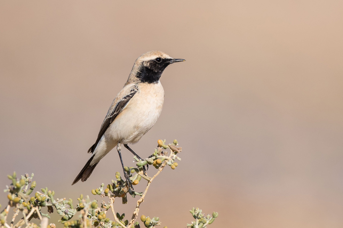 Desert Wheatear