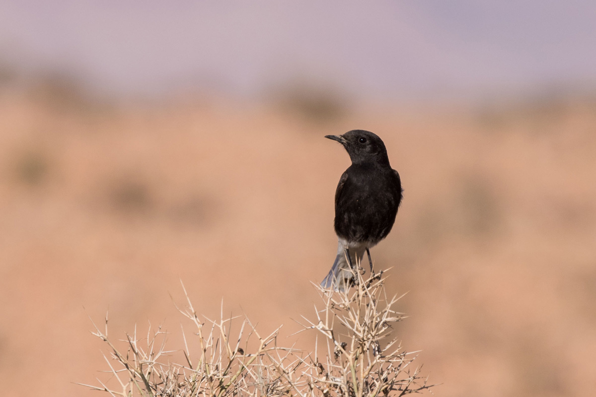 White-crowned Wheatear