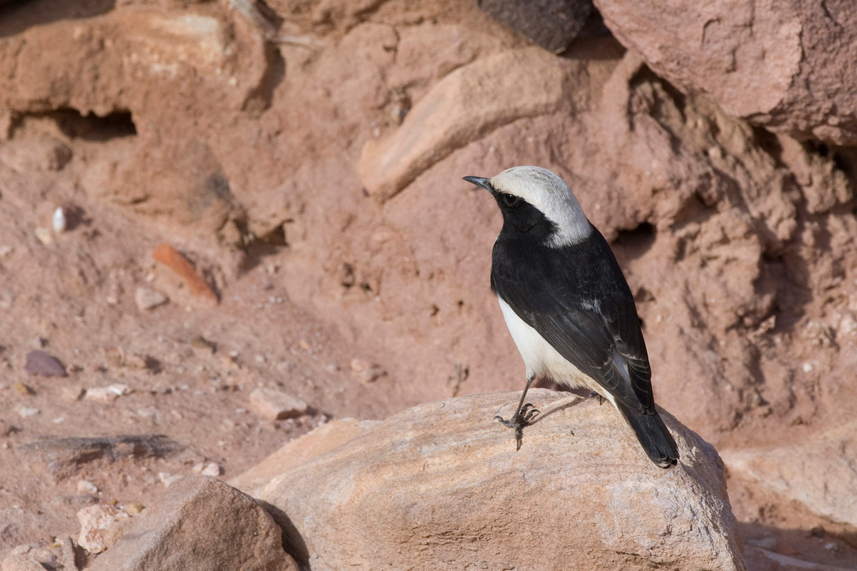 Mourning Wheatear