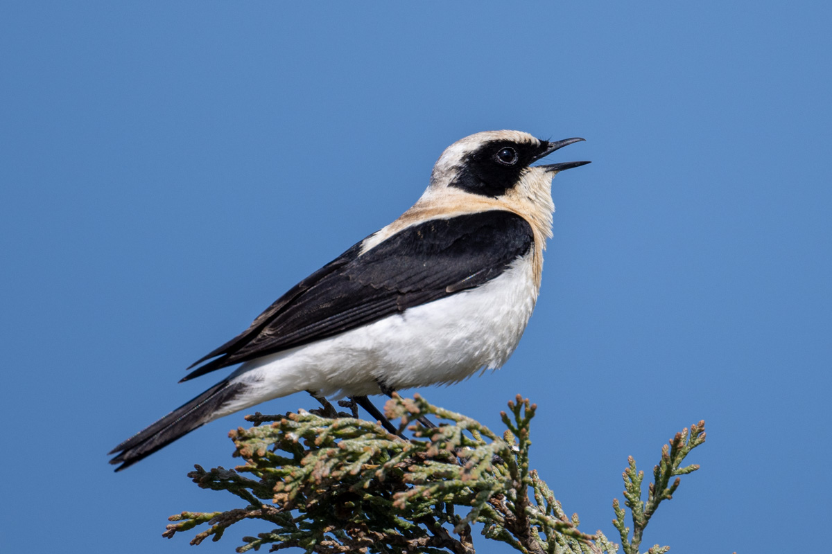 Eastern Black-eared Wheatear