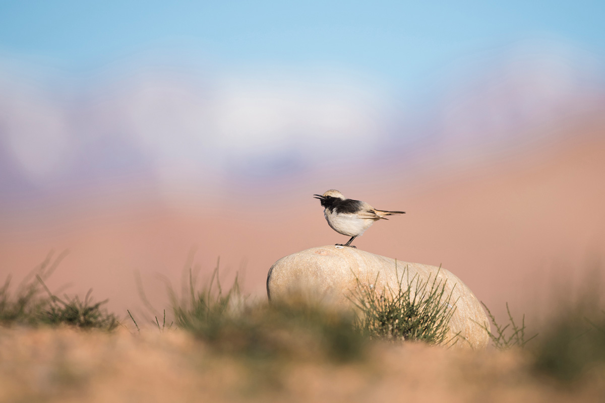 Red-rumped Wheatear