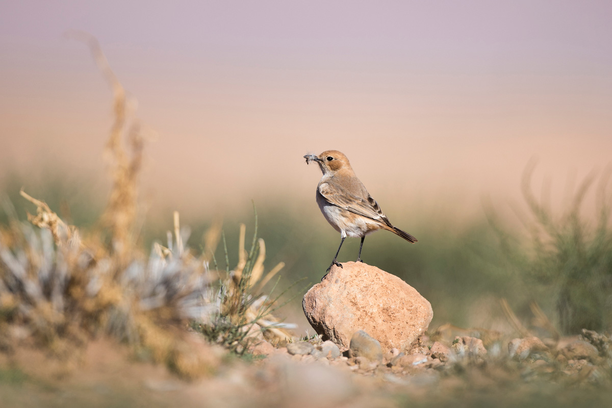 Red-rumped Wheatear