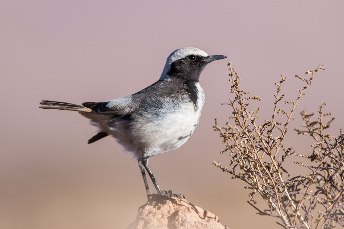 Red-rumped Wheatear