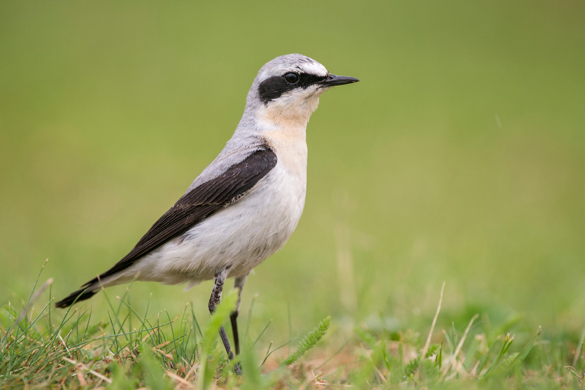 Northern Wheatear