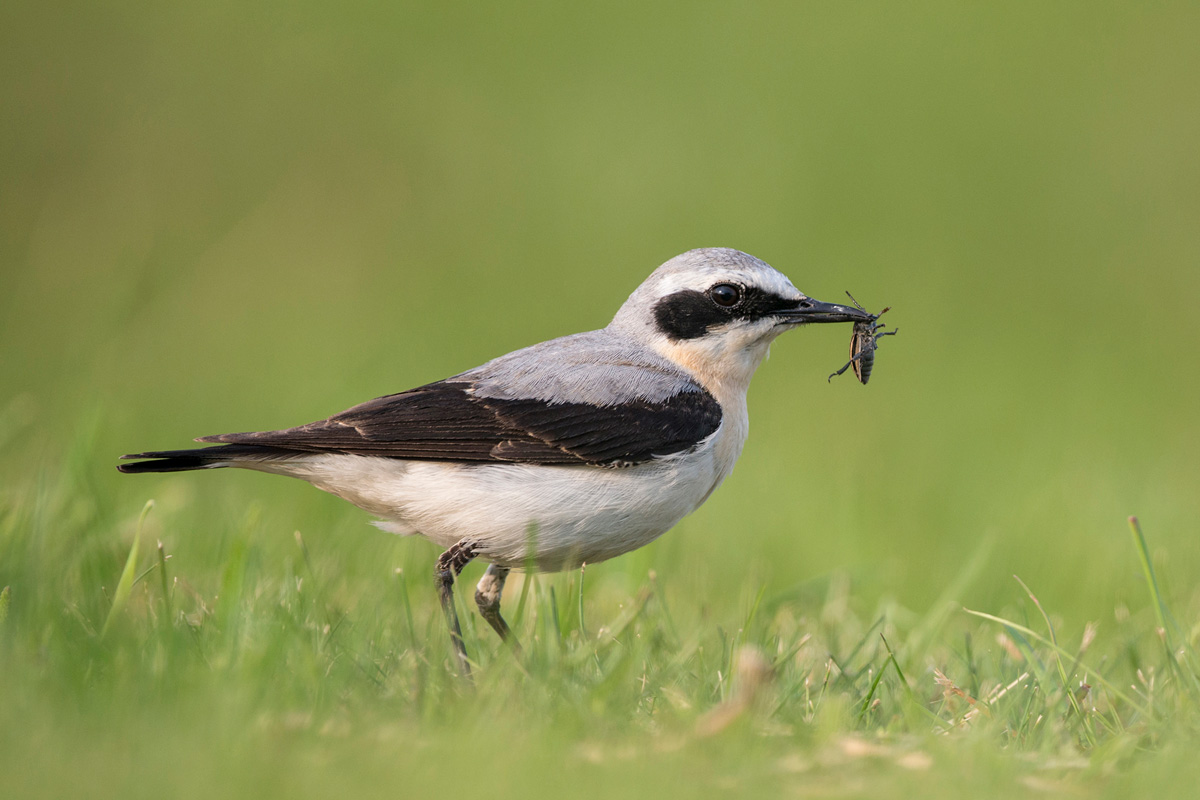 Northern Wheatear