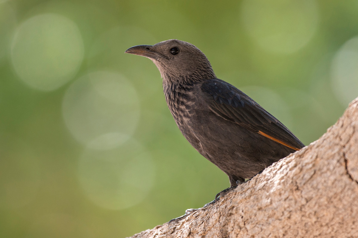 Tristram's Starling