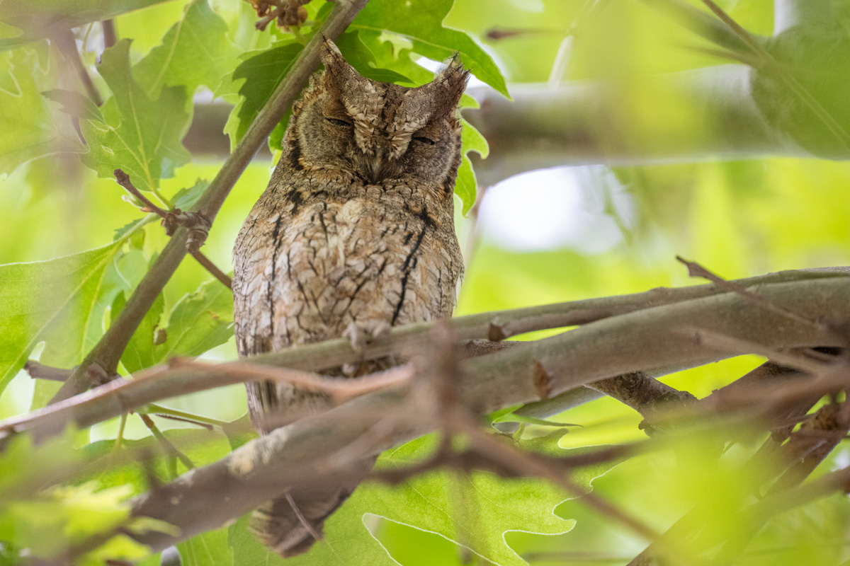Eurasian Scops Owl Eurasian Scops Owl