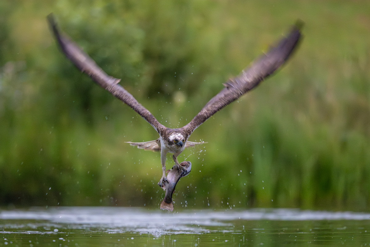 Osprey