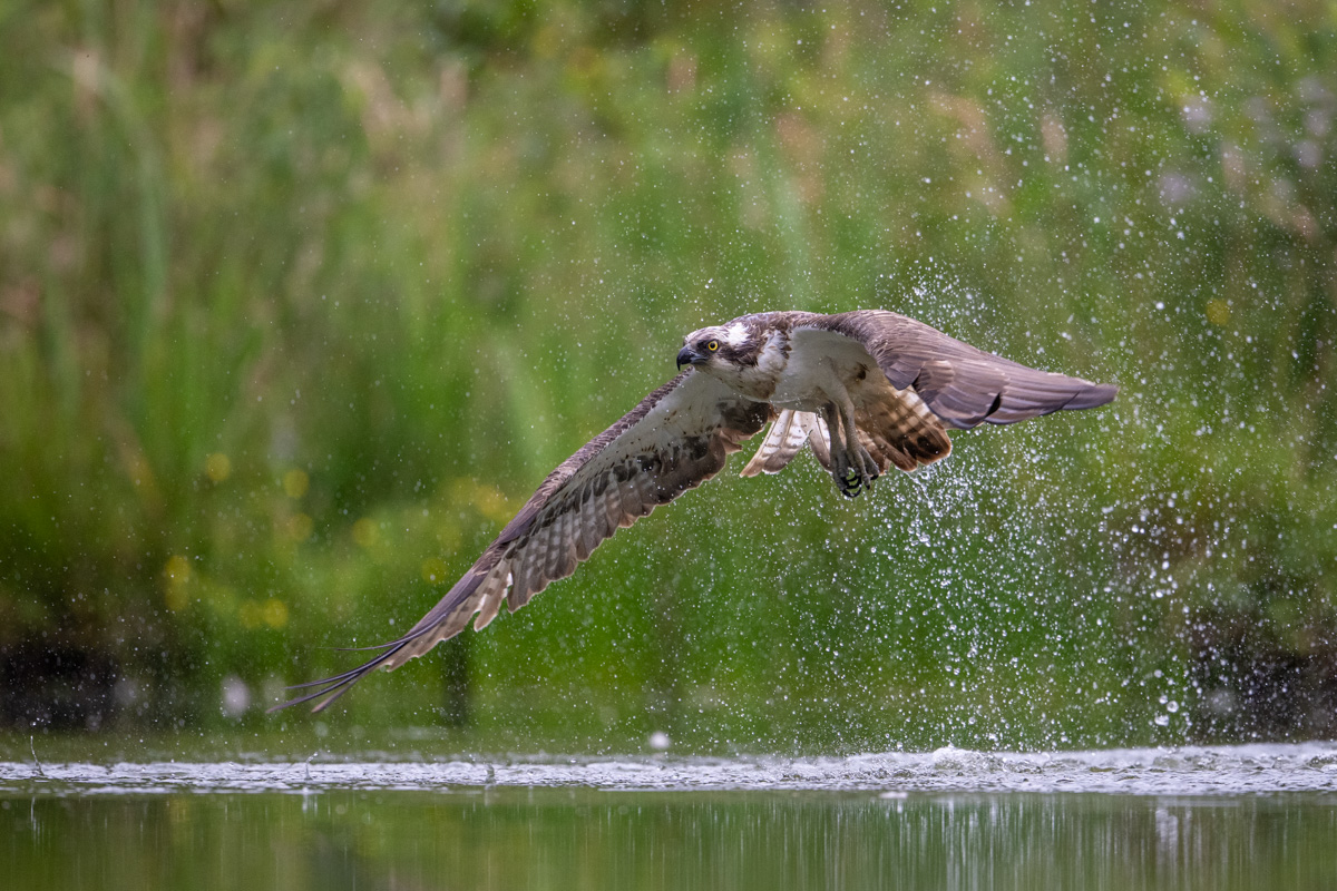 Osprey