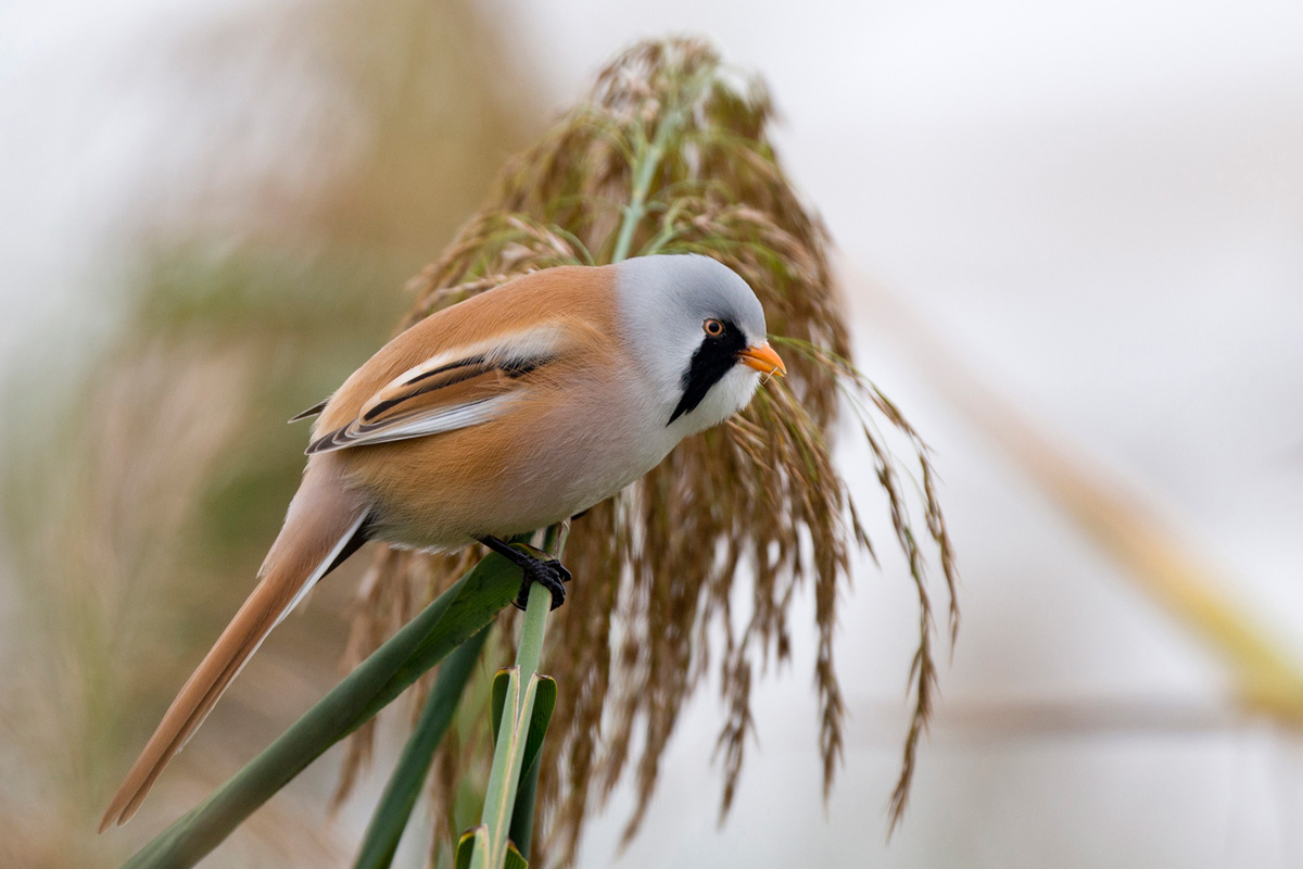 Bearded Reedling